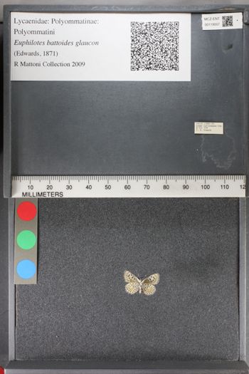 Media type: image;   Entomology 119007
